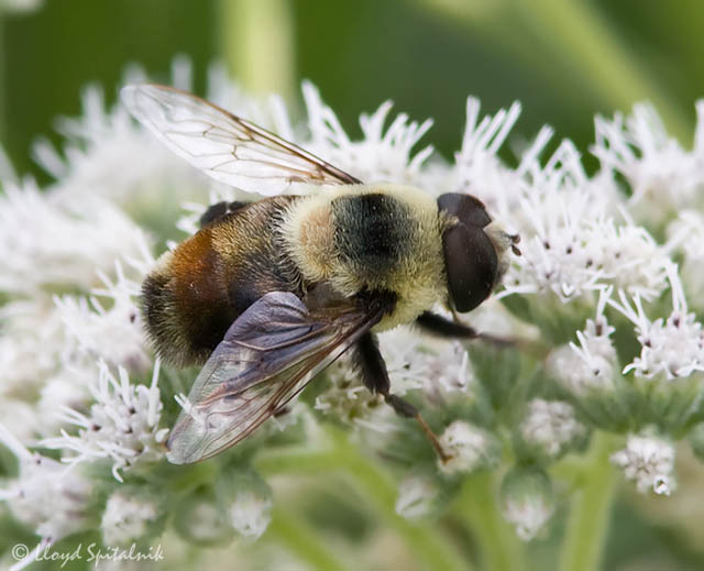 Syrphid (Flower/Hover) Fly (male)