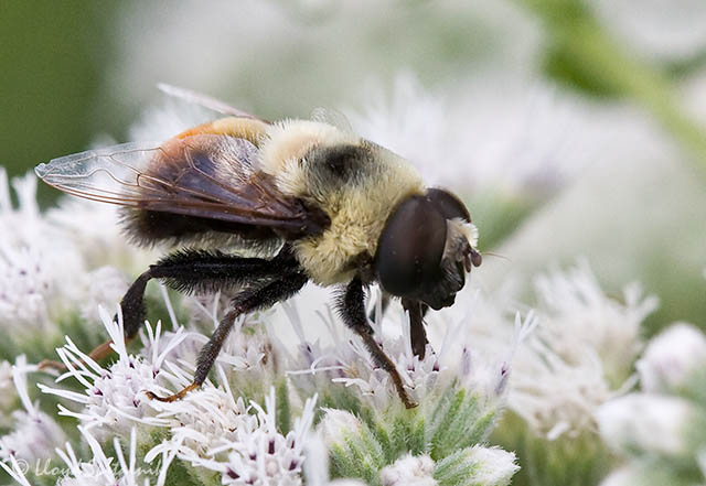 Bumble Bee mimic Syrphid Fly (male)
