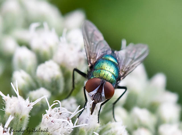 Greenbottle Blow Fly