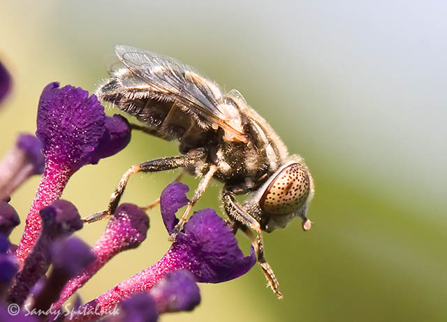 Syrphid Fly (female)