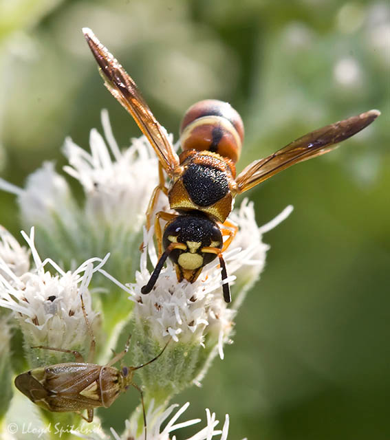 Mason/Potter Wasp