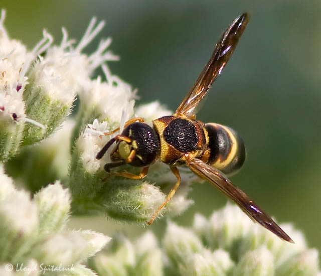 Mason/Potter Wasp (male)