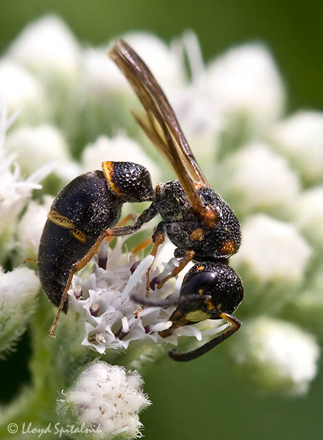 Mason/Potter Wasp