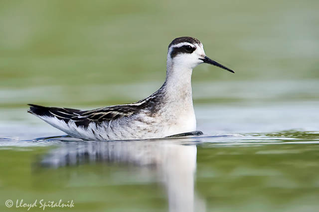 Red-necked Phalarope