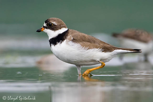 Semipalmated Plover