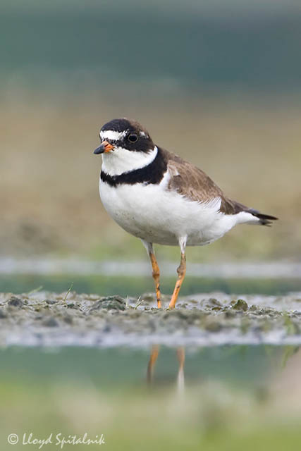 Semipalmated Plover