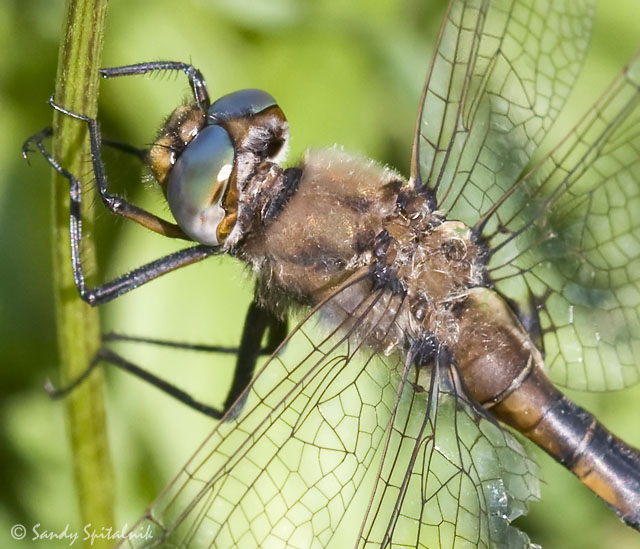 Beaverpond Baskettail (male)