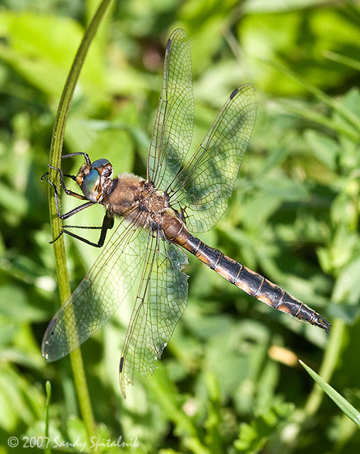 Beaverpond Baskettail (male)