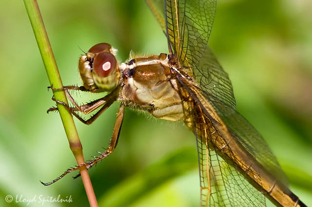 Needhams Skimmer
