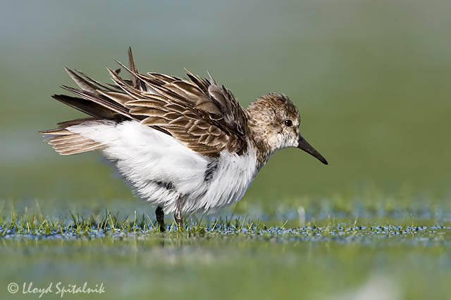 Semipalmated Sandpiper