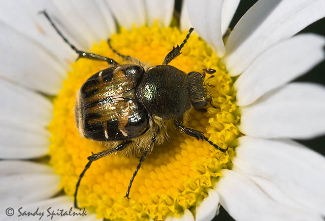 Hairy Flower Scarab