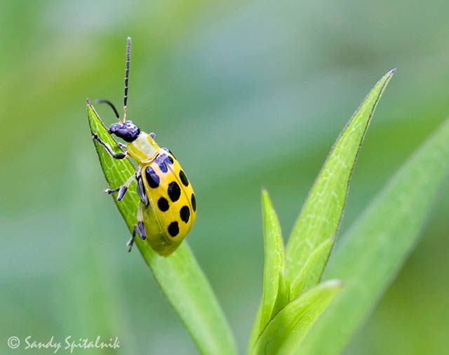 Spotted Cucumber Beetle