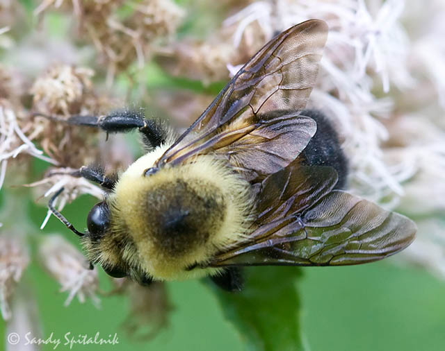 Brownbelted Bumble Bee (male)