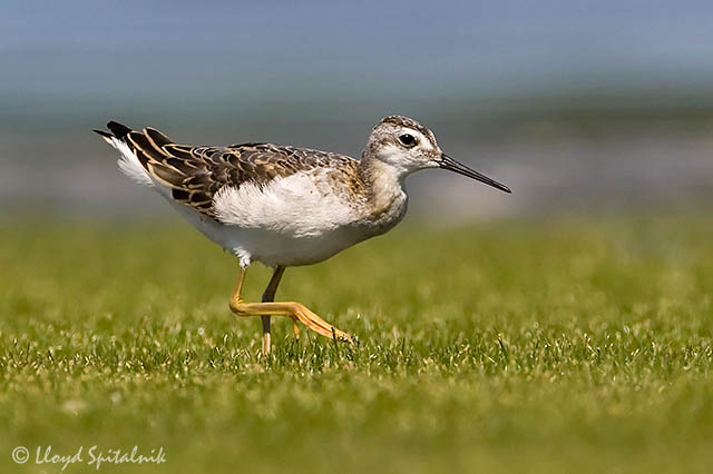 Wilsons Phalarope
