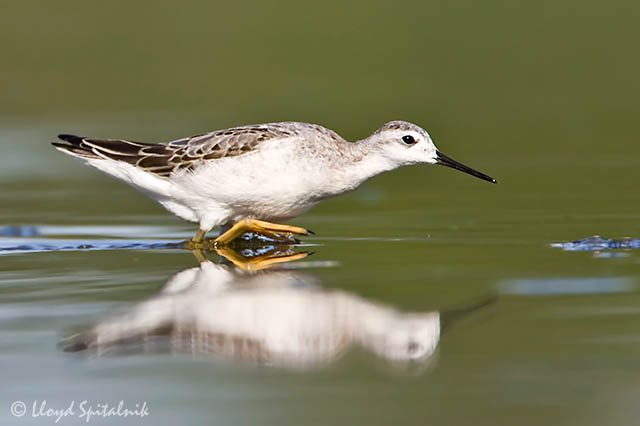 Wilsons Phalarope