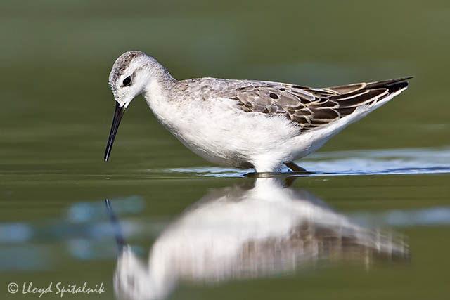 Wilsons Phalarope