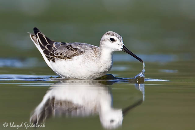 Wilsons Phalarope