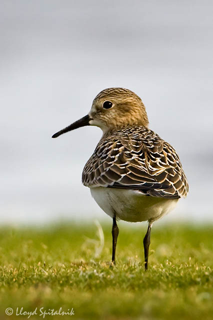 Bairds Sandpiper