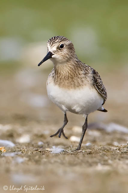 Bairds Sandpiper