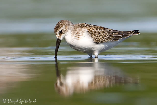 Western Sandpiper