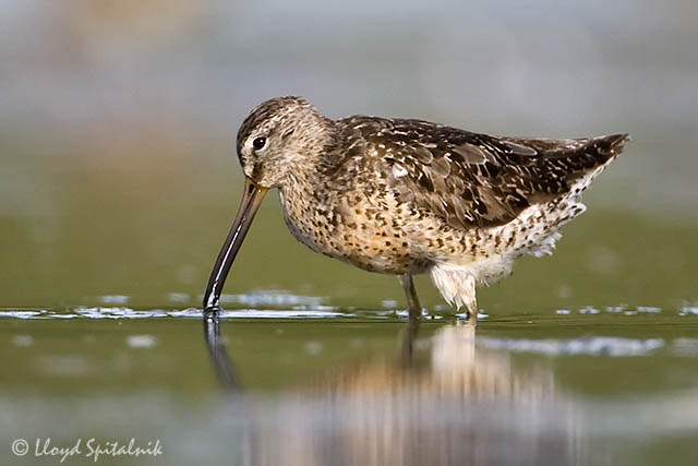 Short-billed Dowitcher