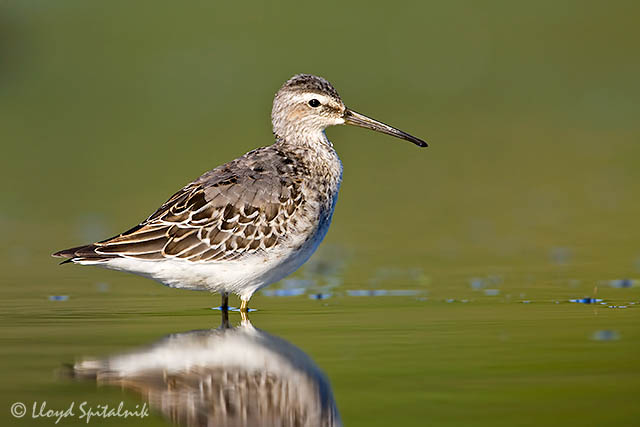 Stilt Sandpiper