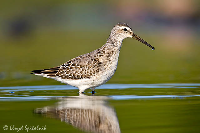 Stilt Sandpiper