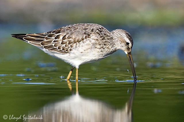 Stilt Sandpiper