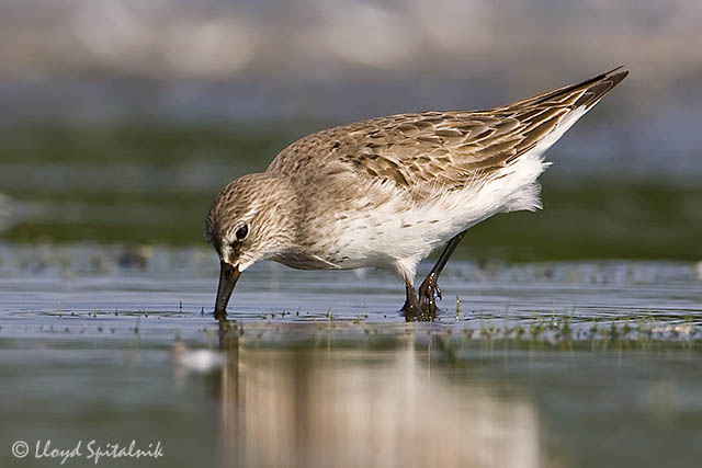 White-rumped Sandpiper