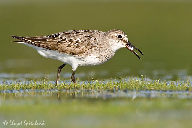 White-rumped Sandpiper