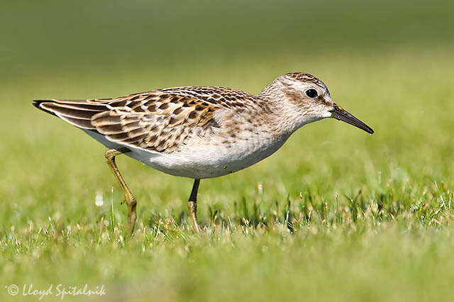 Least Sandpiper