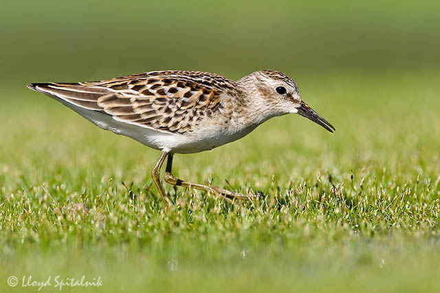 Least Sandpiper