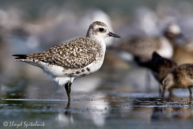 Black-bellied Plover