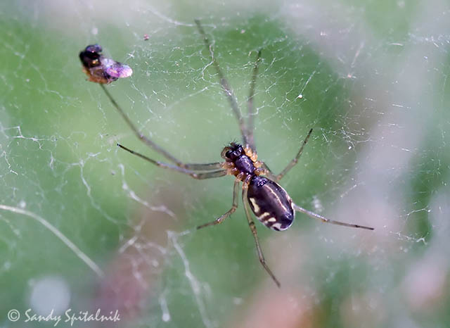 Bowl and Doily Weaver (Sheetweb Spider)