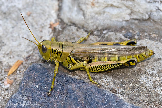 Differential Grasshopper