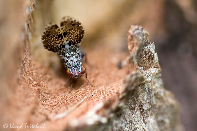 Picture-winged Fly (Peacock Fly)