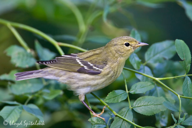 Blackpoll Warbler