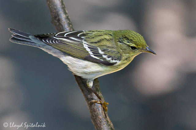 Blackpoll Warbler