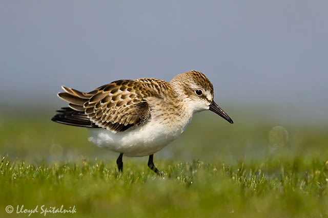 Semipalmated Sandpiper (juvenile)