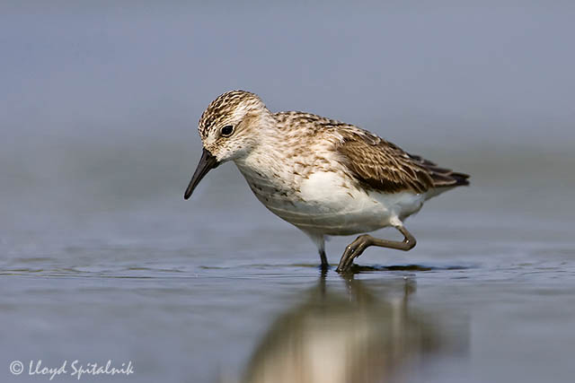 Semipalmated Sandpiper