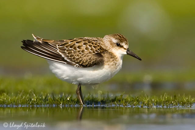 Semipalmated Sandpiper (juvenile)