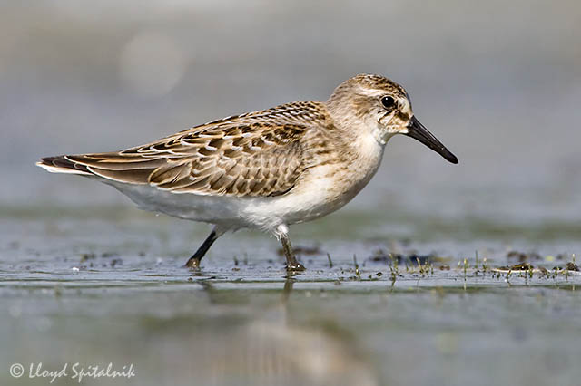 Semipalmated Sandpiper (juvenile)