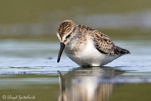 Semipalmated Sandpiper