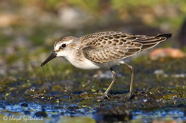 Semipalmated Sandpiper (juvenile)