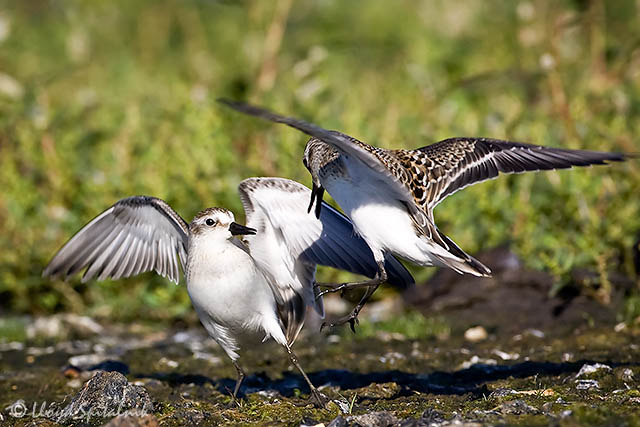 Semipalmated Sandpiper