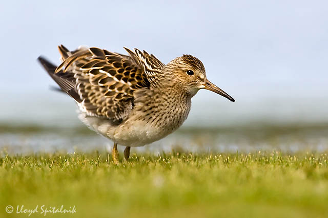 Pectoral Sandpiper (juvenile)