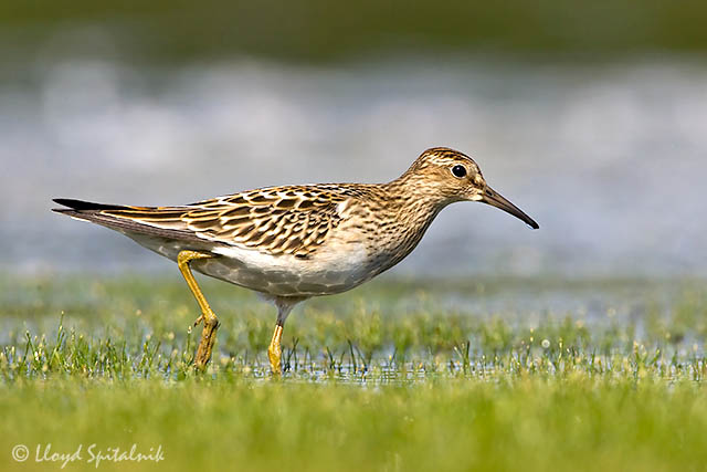 Pectoral Sandpiper