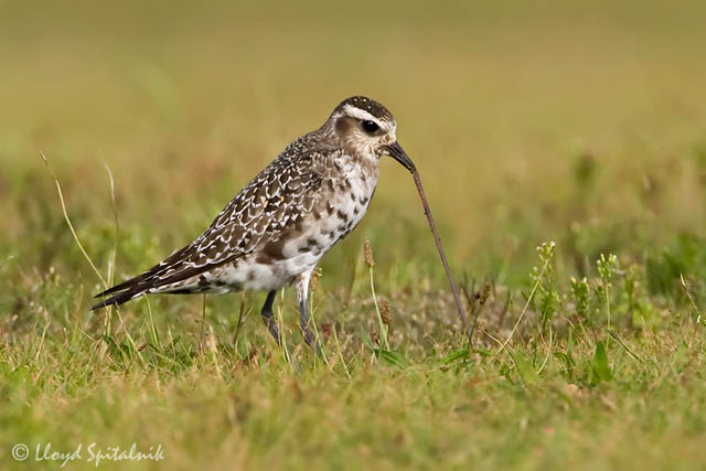 American Golden-Plover