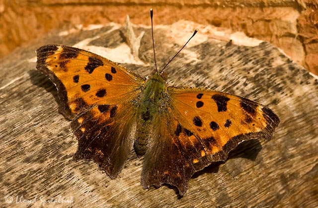 Eastern Comma