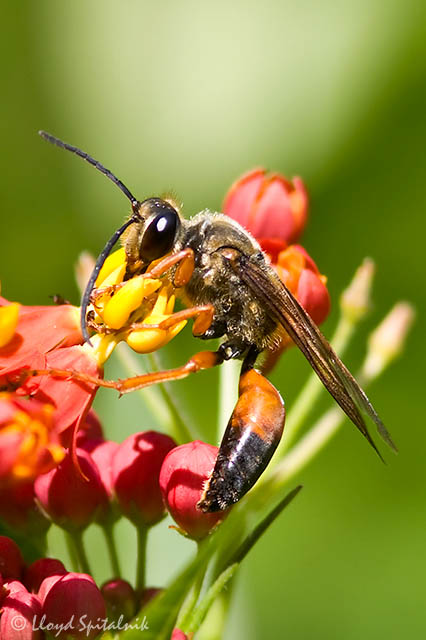Great Golden Digger Wasp